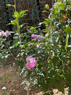 Hibiscussen, Tuin en Terras, Planten | Tuinplanten, Ophalen of Verzenden