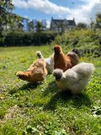 Broedeieren zijdehoenders, Dieren en Toebehoren, Pluimvee