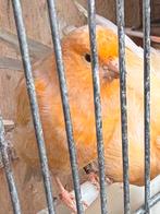 Oranje pop van 2025, Dieren en Toebehoren, Vogels | Kanaries, Vrouwelijk, Kleurkanarie