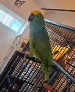 Geel voorhoofd papegaai handtam, Dieren en Toebehoren, Vogels | Parkieten en Papegaaien, Mannelijk, Papegaai