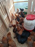 blauw/olijfleggers cream legbar 0499/082381, Dieren en Toebehoren, Pluimvee, Vrouwelijk, Kip