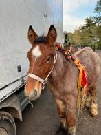 2hengsten veulens, Dieren en Toebehoren, Hengst, Onbeleerd, Gechipt, 0 tot 2 jaar