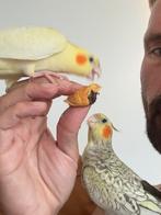 Tamme valkparkieten plus kooi, Dieren en Toebehoren, Vogels | Parkieten en Papegaaien, Meerdere dieren, Parkiet, Geringd