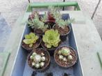 planten, Tuin en Terras, Overige soorten, Volle zon, Vaste plant, Ophalen of Verzenden
