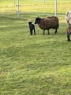 Ouessant ooien met lam, Dieren en Toebehoren, Schapen, Geiten en Varkens