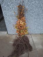 ‼️Beuk aan promoprijzen ‼️, Tuin en Terras, Planten | Struiken en Hagen, Ophalen, Beukenhaag