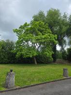 Catalpas, Tuin en Terras, Planten | Bomen, Treurboom, 250 tot 400 cm, Zomer, Ophalen