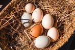 Verse eieren, Dieren en Toebehoren, Ophalen, Zo goed als nieuw