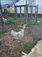 Kippen en een haan, Dieren en Toebehoren, Pluimvee