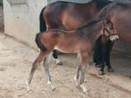 Te koop hengsten veulentje, Dieren en Toebehoren, Paarden, Z, Springpaard