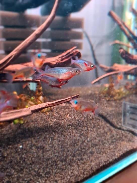 Te koop! Daisy neon rijstvisje / Medaka blauwe rijstvisje, Dieren en Toebehoren, Vissen | Aquariumvissen, Zoetwatervis, Vis, Schoolvis