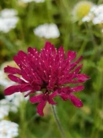 Knautia plantjes, bloei voor volgend jaar, zonneklopper beschikbaar voor biedingen