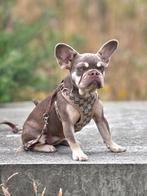 Franse bulldog pup isabella tan(teefje), Dieren en Toebehoren, Honden | Bulldogs, Pinschers en Molossers, België, 15 weken tot 1 jaar