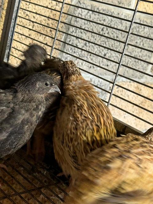 Cailles prêtes à cuire ou vivantes, Dieren en Toebehoren, Pluimvee | Toebehoren, Zo goed als nieuw, Ophalen
