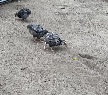 Wyandotte, Sexe inconnu, Poule ou poulet