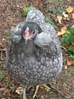 araucana de 2 ans, Tuin en Terras, Tuinhuizen, Ophalen