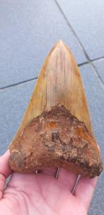 Megalodon haaientand 13,2 cm fossiel, Ophalen of Verzenden, Fossiel