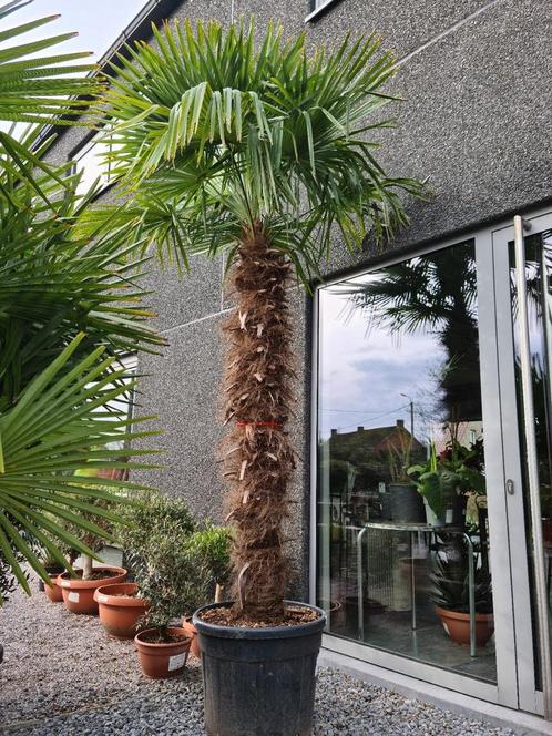 Palmboom Trachycarpus Fortunei, Tuin en Terras, Planten | Bomen, Palmboom, Halfschaduw, Ophalen