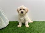 Maltipoo pup, België, 8 tot 15 weken, Eén hond, Klein