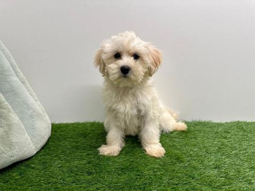 Maltipoo pup, Dieren en Toebehoren, Honden | Niet-rashonden, Klein, Teef, Fokker | Professioneel, Eén hond, België, 8 tot 15 weken