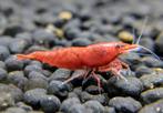 Neocaridina red cherry shrimps (crevette) 10 animals, Homard, Crabe ou Crevette, Poisson d'eau douce, Banc de poissons