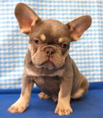 Super leuke Franse Bulldog pups!, Dieren en Toebehoren, 15 weken tot 1 jaar, Buitenland, Meerdere, Meerdere dieren