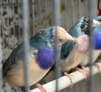 Paire de gouldamadines, Animaux & Accessoires, Oiseaux | Oiseaux Autre