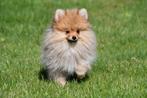 Pomeriaan pups te koop - Dwergkeeshondjes, Dieren en Toebehoren, Keeshond, 15 weken tot 1 jaar, Buitenland, CDV (hondenziekte)