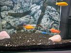 malawi cichliden, Dieren en Toebehoren, Vissen | Aquariumvissen, Vis, Zoetwatervis