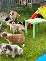 Border collie pups met stamboom, Dieren en Toebehoren, Honden | Herdershonden en Veedrijvers, CDV (hondenziekte), Meerdere, 8 tot 15 weken