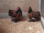 Cochins kriel, Dieren en Toebehoren