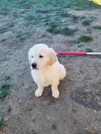 Golden retriever pups, Dieren en Toebehoren, Golden retriever, België, Fokker | Hobbymatig, 8 tot 15 weken