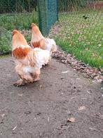 hanen, Dieren en Toebehoren, Mannelijk, Kip