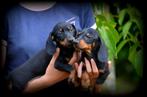 Teckel pups korthaar, Dieren en Toebehoren, België, CDV (hondenziekte), 8 tot 15 weken, Korthaar
