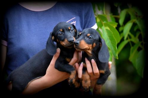 Teckel pups korthaar, Dieren en Toebehoren, Honden | Teckels en Dashonden, Meerdere dieren, Korthaar, Dwerg, Fokker | Professioneel