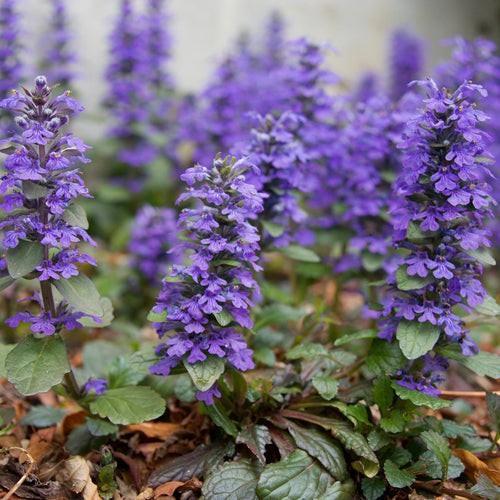 Ajuga reptans kruipend zenegroen, Jardin & Terrasse, Plantes | Jardin, Enlèvement