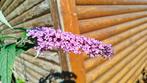 Vlinderstruik paars, Tuin en Terras, Planten | Struiken en Hagen, Ophalen, Vlinderstruik