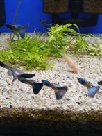 Blauw guppen, Dieren en Toebehoren, Vissen | Aquariumvissen