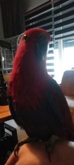 Te koop edelpapegaai, Domestique