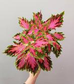 Coleus siernetels volwaardige planten, Enlèvement ou Envoi