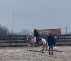 Leuke sportieve pony, Dieren en Toebehoren, Pony's