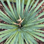 mooie yucca, Tuin en Terras, Planten | Tuinplanten, Ophalen, Zomer