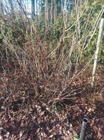 Rode aalbes, Tuin en Terras, Ophalen