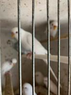 WITTE-GELE-BLAUWE GRASPARKIETJES NU 18 EURO/KOPPEL, Dieren en Toebehoren, Meerdere dieren, Parkiet