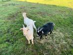 Geiten, Dieren en Toebehoren, Schapen, Geiten en Varkens, Geit