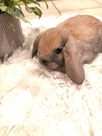 Lief Minilop rammelaartje, Dieren en Toebehoren, Mannelijk, Dwerg, Hangoor, 0 tot 2 jaar