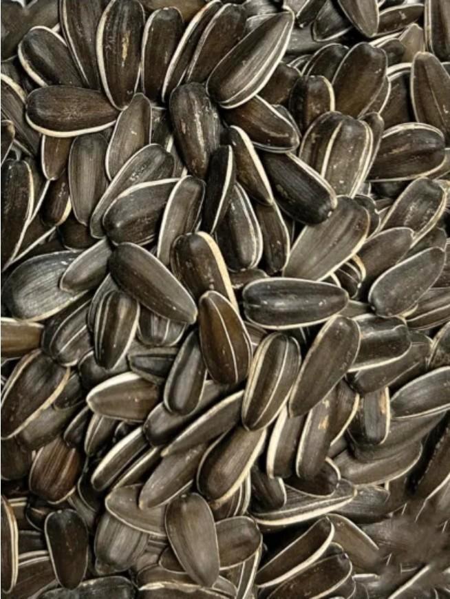 Grote Gestreepte zonnebloempitten 8kg, Dieren en Toebehoren, Vogels | Toebehoren, Ophalen