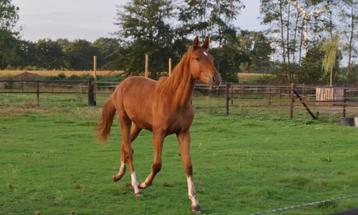 Zangersheide hengst Diamant de semily X Comme il faut beschikbaar voor biedingen
