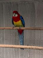 Rosella’s, Dieren en Toebehoren, Vogels | Parkieten en Papegaaien