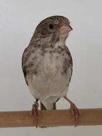 Edelzanger pop - man (Crithagra leucopygia), Dieren en Toebehoren, Mannelijk, Tropenvogel
